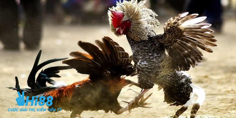 cách nhận biết gà đá hay