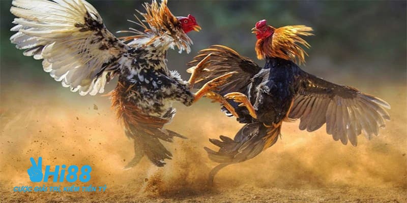 cách nhận biết gà đá hay