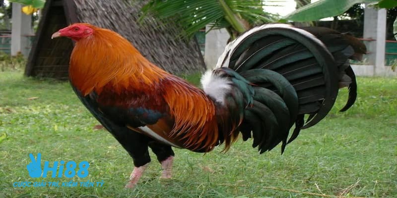 gà mỹ đá cựa tròn