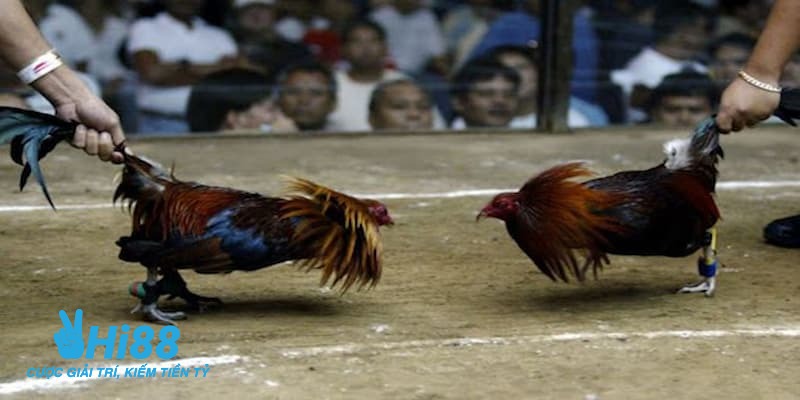 gà mỹ đá cựa tròn