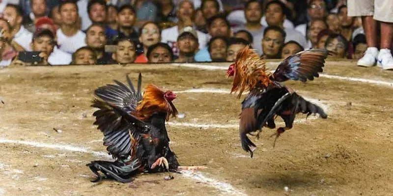 Nghiên cứu kỹ trước khi chơi 