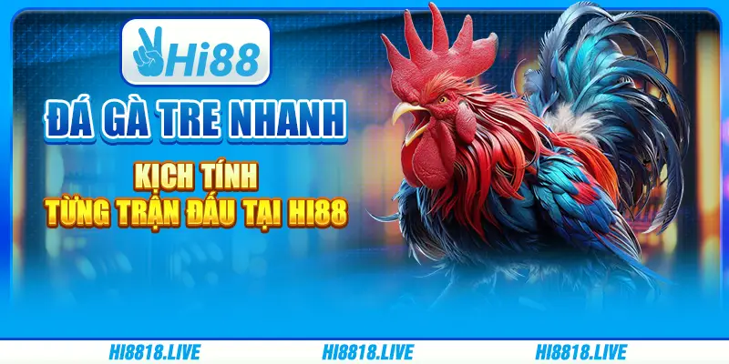 Đá gà tre nhanh - Kịch tính từng trận đấu tại Hi88