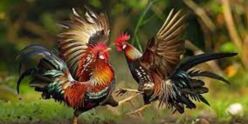 Đá gà cổ điển hi88 - những trận đấu kinh điển không nên bỏ lỡ 4 Cộng đồng đông đảo tại Hi88 là nơi lý tưởng để học hỏi kinh nghiệm.