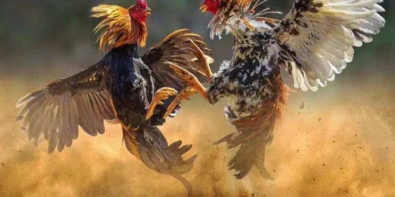 Mẹo phân tích chiến kê, quản lý vốn và tận dụng ưu đãi để tăng cơ hội thắng cược.