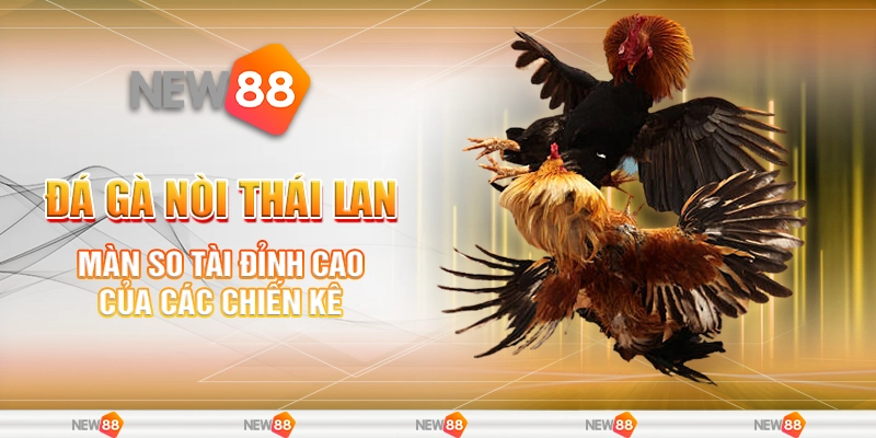 Đá gà nòi Thái Lan