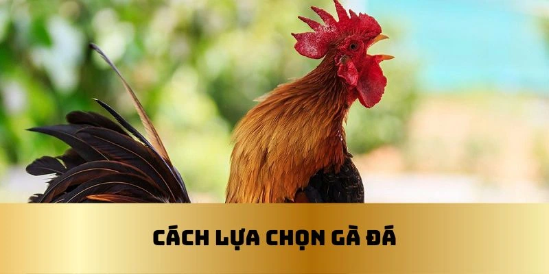 Chợ Tốt Gà Đá Cần Thơ - Nơi Hội Tụ Những Chiến Kê Xuất Sắc 4 Một số cách lựa chọn gà đá