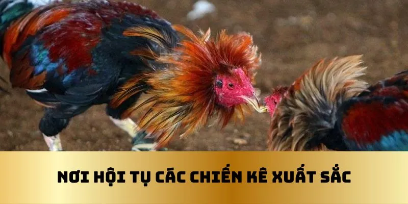 Chợ Tốt Gà Đá Cần Thơ - Nơi Hội Tụ Những Chiến Kê Xuất Sắc 2 Chợ tốt Cần Thơ đã cung cấp nhiều chiến kê xuất sắc