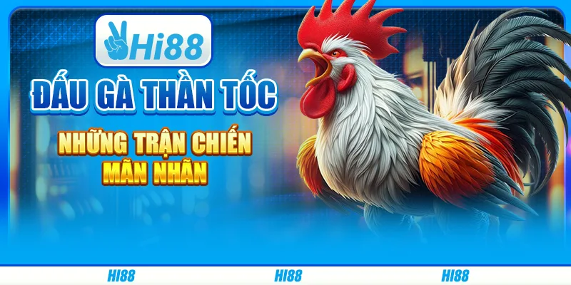 Đấu gà thần tốc - những trận chiến mãn nhãn trên Hi88