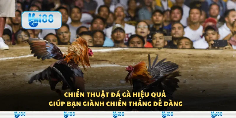 Chiến thuật đá gà hiệu quả giúp bạn giành chiến thắng dễ dàng