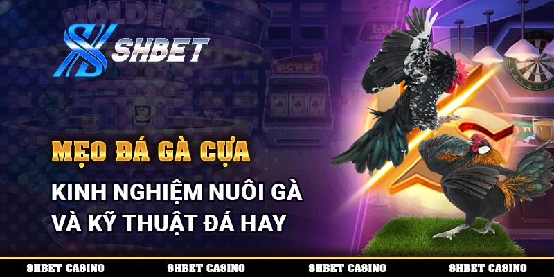 Mẹo Đá Gà Cựa